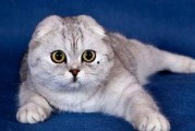 娱乐吃瓜君七七和折耳猫,娱乐圈的甜蜜邂逅