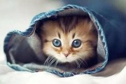 娱乐吃瓜君罗小猫,娱乐吃瓜界的“猫界网红”